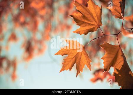 Yellowed leaves of plane tree in front of blue sunny sky in autumn Stock Photo