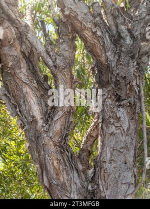 Patterns of trunk and central branches of Australian Paperbark tree, Melaleuca quinquenervia, in spring, Queensland, Australia. LIght greys and browns. Stock Photo