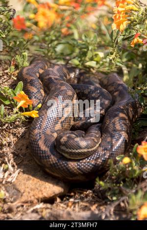 Sleepy Australian Carpet python, Morelia spilota, coiled on warm rock amongst flowers, in early spring sunshine. Garden, Queensland, Australia Stock Photo