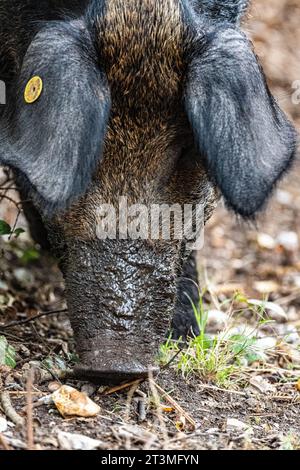 Free-range pig. Mangalitsa pig in the woods eating acorns at Arne RSPB nature reserve, Poole Harbour, Dorset, UK Stock Photo
