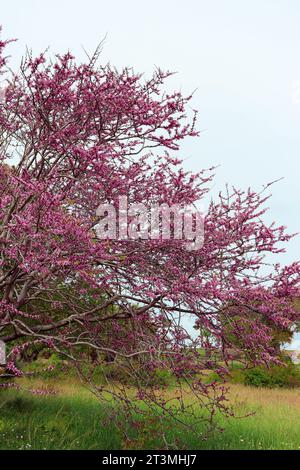 Cercis genus tree blossoming with purple flowers Stock Photo