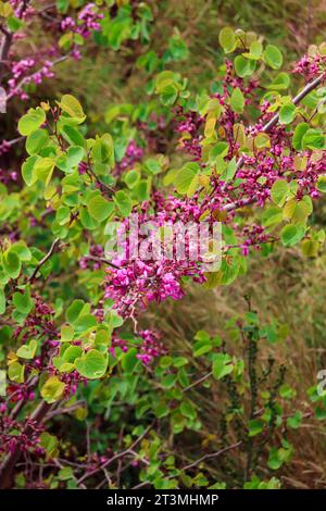 Closeup texture of purple cercis genus tree blossoming with flowers Stock Photo