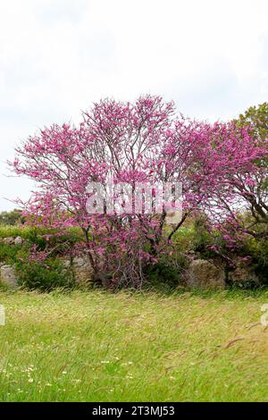 Cercis genus tree blossoming with purple flowers Stock Photo