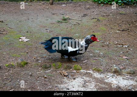 Domestic Muscovy duck waking freely in Rodini Park a famous city park attraction on Rhodes island, Greece Stock Photo