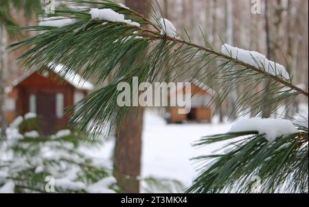 View Of Defocused Small Log Cabin Through Spruce Branches Stock Photo Stock Photo