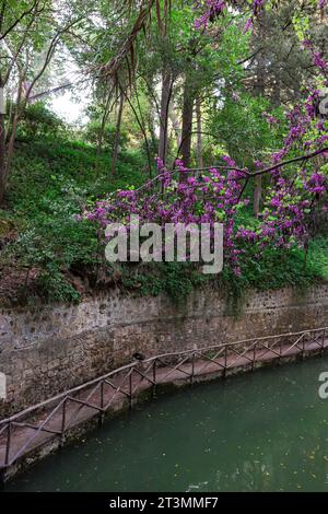 Cercis genus purple flowers blossoming above the river of Rodini Park, a famous city park attraction on Rhodes island, Greece Stock Photo