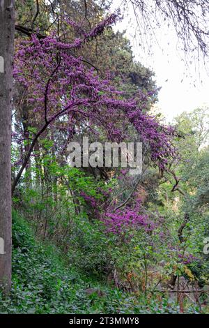 Cercis genus purple flowers blossoming above the river of Rodini Park, a famous city park attraction on Rhodes island, Greece Stock Photo