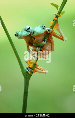 Flying frogs on a branch INDONESIA THESE HILARIOUS images show flying frogs looking like they are avoiding flooding by climbing a tree branch to hang Stock Photo