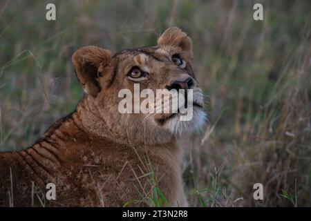 Lioness (Panthera leo), Sabi Sands Game Reserve, South Africa. Stock Photo