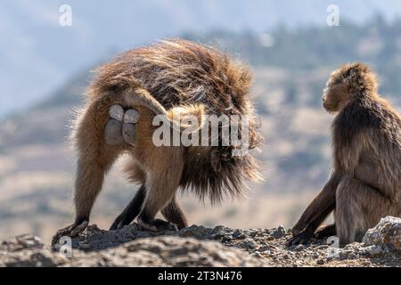 Gelada Baboons of Debre-Libanos-Gorge, Ethiopia Stock Photo