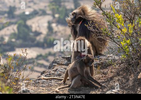 Gelada Baboons of Debre-Libanos-Gorge, Ethiopia Stock Photo