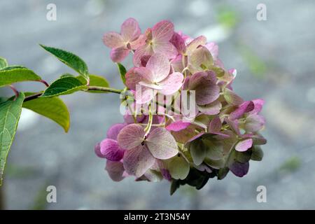 Hydrangea Paniculata Stock Photo