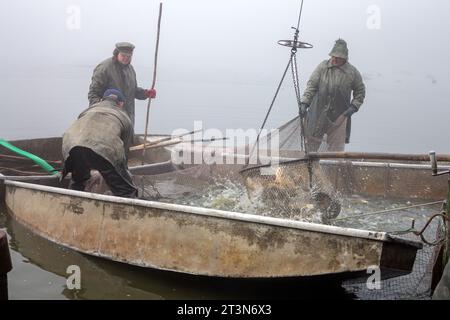 autumn catch of a pond, drained pond, fishermen during autumn catch, mists over a fished pond, carp fishing Stock Photo