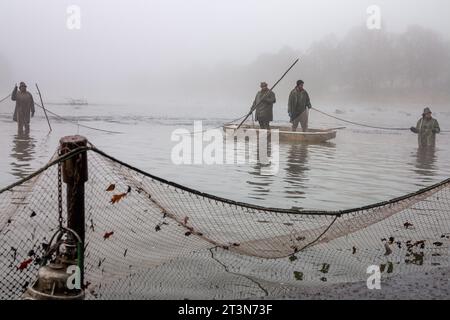 autumn catch of the pond, drained pond, fishermen during autumn fishing, mists over the fished pond, carp fishing Stock Photo