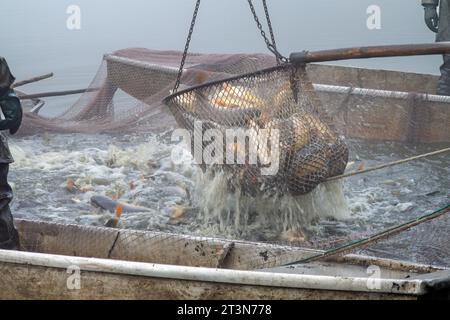 autumn fishing, autumn catch of the pond, carp hauling equipment, fish hauling Stock Photo