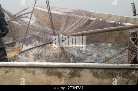 autumn fishing, autumn catch of the pond, carp hauling equipment, fish hauling Stock Photo