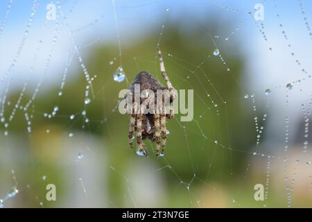 European garden spider on web in the rain with dewdrops Stock Photo