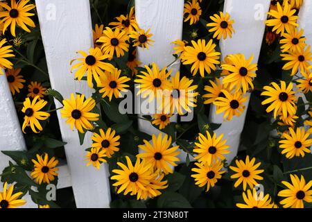 Yellow Flowers Poke Through White Fence Stock Photo