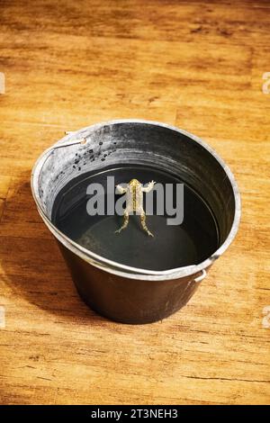 toad inside a bucket Stock Photo