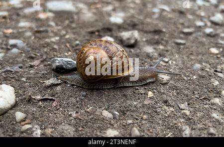 snail on dirt road Stock Photo