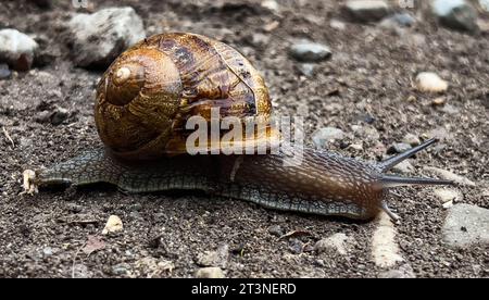 snail on dirt road Stock Photo