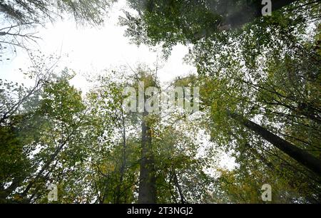 Stuttgart, Germany. 26th Oct, 2023. Jörg Grüner, forest pathologist ...