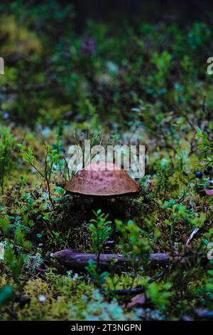 Boletus edulis grows in the woods among the moss, reindeer lichen and blueberry bushes (Bilberries Vaccinium) in colorful Swedish forest Stock Photo