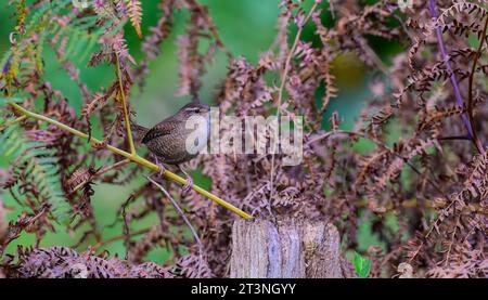 Wren, Troglodytes troglodytes, perched on a fern stem in a woodland setting Stock Photo