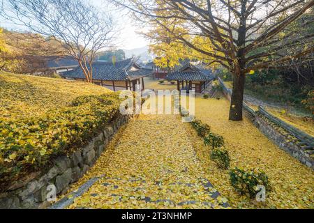 Ginkgo Tree in Korean Traditional House Stock Photo