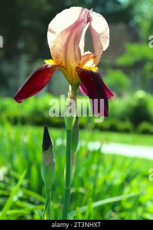 Bearded Iris Flower Closeup in Sunlight Stock Photo