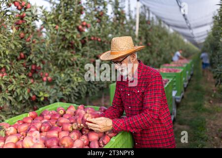 Excited senior man farmer checking ripe apples from plastic crate in orchard during harvest Stock Photo