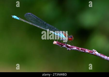 Small Red-eyed Damselfly (Erythromma viridulum) adult male resting on dead twig  Eccles-on-Sea, Norfolk, UK.                      August Stock Photo