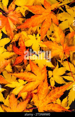 Japanese Maple Autum Leaves, Acer Palmatum, Stock Photo