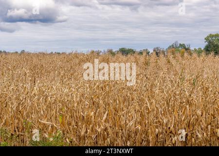 Fall, autumn, photo of a dried corn field prior to the harvest. Stock Photo