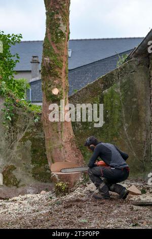 Close-up on a tree surgeon chopping at its base a sycamore tree. Stock Photo