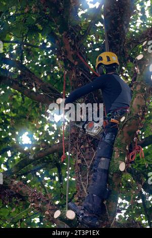 Close-up on a tree surgeon chopping a sycamore maple. Stock Photo
