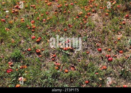 Ripe apples fermenting and rotting on the ground under a tree in Austria. Stock Photo