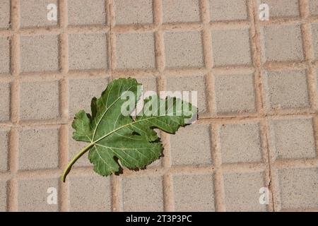 Image from above with copy space of a green fig leaf on the tiled floor of a park Stock Photo