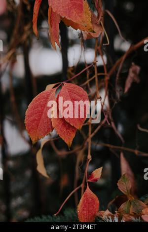 Autumn season in the garden outdoor. Bright red yellow ivy leaves hang on one branch with dark blurred background. Stock Photo