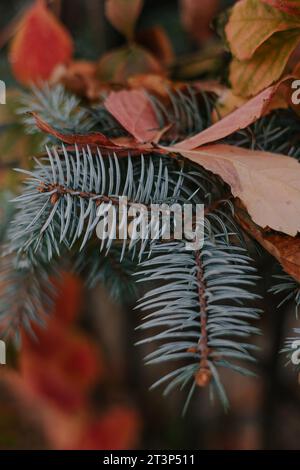 Autumn botanical background fir-tree. Blue spruce branches with needles closeup in fallen leaves of yellow and red colors. Selective focus. Evergreen Stock Photo