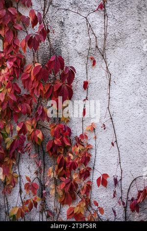 Bright red leaves of living ivy curl on a light-colored wall. Autumn nature background. Stock Photo