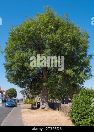 “Wesley’s Tree” where John Wesley, the founder of Methodism, preached his last open-air sermon in 1790, Winchelsea, East Sussex, UK. Stock Photo