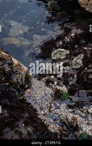 A tide pool with green aggregating anemones Stock Photo