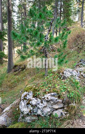 Small pine (Pinus) is growing on a rock in a forest in the Dolomite mountains, Italy. Stock Photo