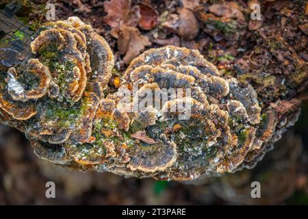 Fungus growing on tree stump in Highgate wood, London Stock Photo