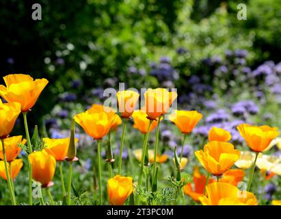 A beautiful photograph of Californian Poppies taken at a roadside junction. Stock Photo