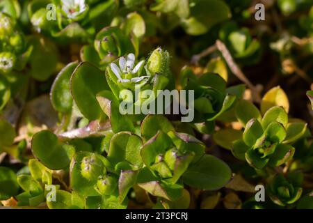 In the spring, Stellaria media grows in the wild. A herbaceous plant that often grows in gardens as a weed. Small white flowers on fleshy green stems. Stock Photo