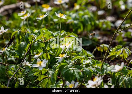 The many white wild flowers in spring forest. Blossom beauty, nature, natural. Sunny summer day, green grass in park. Anemonoides nemorosa. Stock Photo