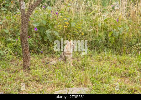 young fox walking on the backyard patio Stock Photo