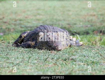 Nile crocodile, Nilkrokodil, Crocodile du Nil, Crocodylus niloticus cowiei, nílusi krokodil, Chobe National Park, Republic of Botswana, Africa Stock Photo